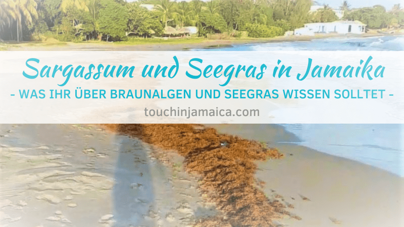 Sargassum und Seegras in Jamaika – Was ihr darüber wissen solltet