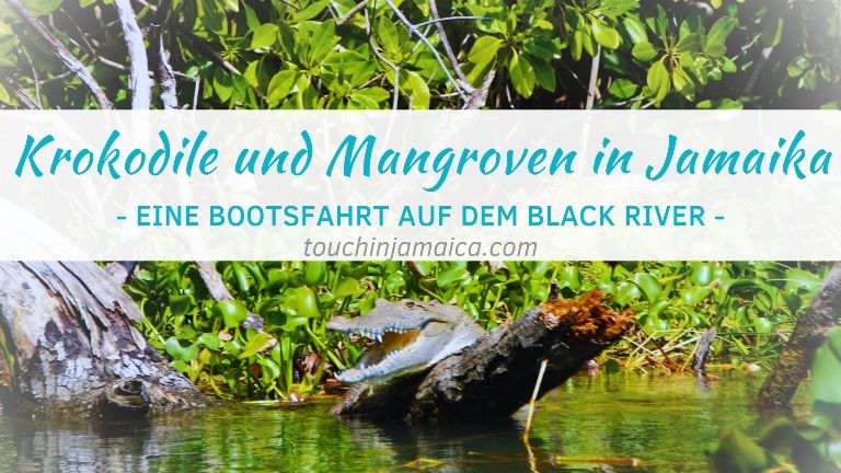 Krokodile und Mangroven – Eine Bootsfahrt auf dem Black River in Jamaika
