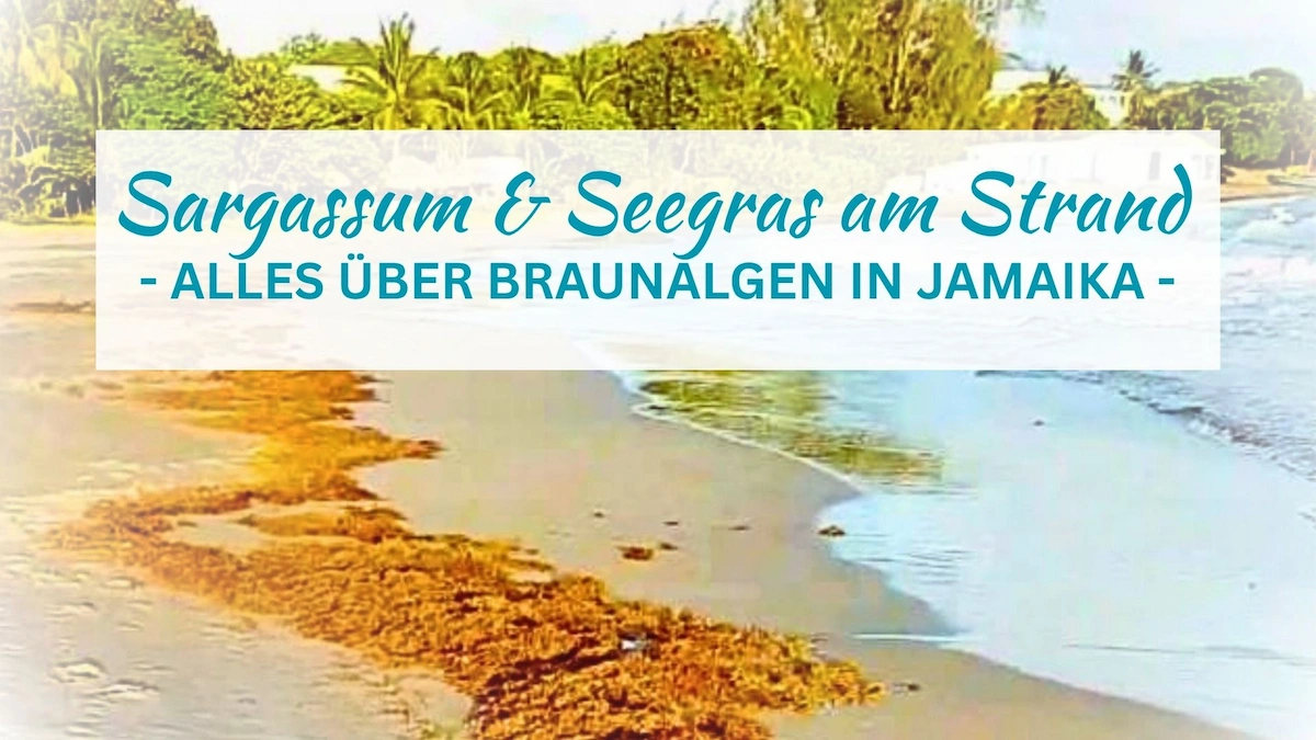 Sargassum und Seegras in Jamaika – Was du darüber wissen solltest